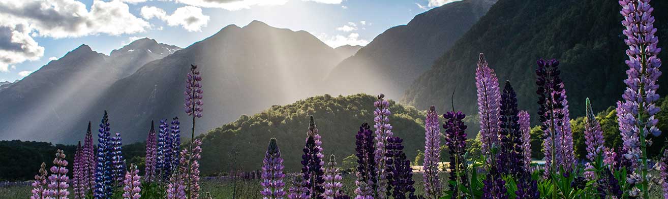 NEW-ZEALAND2Desktop
