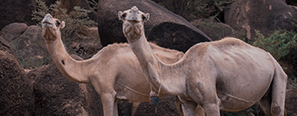 SOMALIA1pic